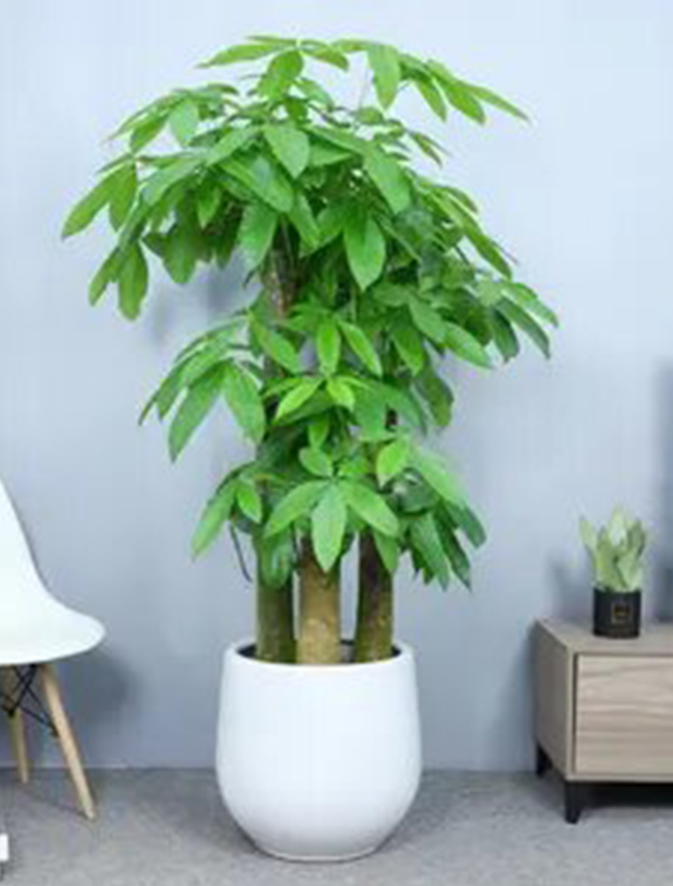 步步高發(fā)財(cái)樹(shù)