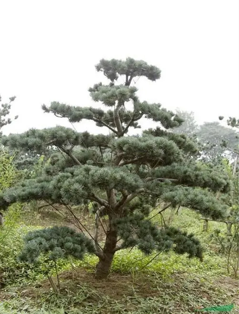 五針?biāo)? /></span>
					</a>
					<div   id=